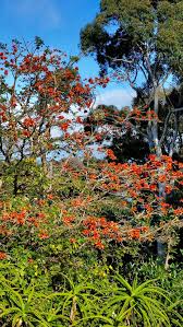 Image result for Sericorema remotiflora