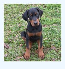 Doberman pinscher dogs for adoption near virginia beach, virginia, usa, page 1 (10 per page) puppyfinder.com is proud to be a part of the online adoption community. Doberman Pinscher Puppies For Sale Dog Breed
