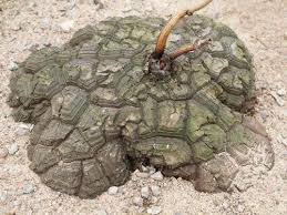 Image result for Dioscorea sylvatica