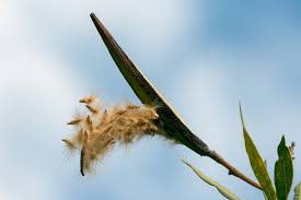 Image result for Sphaeropsis tumefaciens oleander symptoms