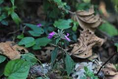 Image result for Dicliptera maculata