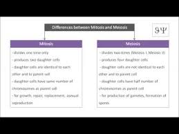 Diagram Differences Between Mitosis And Meiosis Mitosis Meiosis Parent Cell Daughter Cells