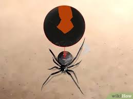 Spiders are blamed for all kinds of things that turn out to be skin infections or some other bug's fault. 3 Ways To Identify A Redback Spider Wikihow