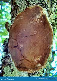 Image result for Phellinus pomaceus