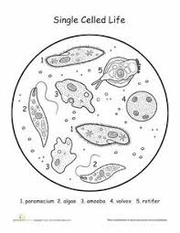 For example, there is a natural inquirer bee looking through binoculars to see birds. 29 Coloring Pages For High School Science Ideas High School Science Coloring Pages Earth And Space Science