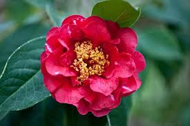 Camellia Reticulata Crimson Robe Floral And Botanical Image Library Camellia Flowers Floral