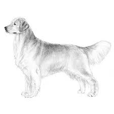 White golden retriever puppies for sale. Golden Retriever Dog Breed Information
