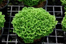 Image result for Selaginella kraussiana