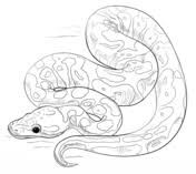 Burmese Python Coloring Page Free Printable Coloring Pages