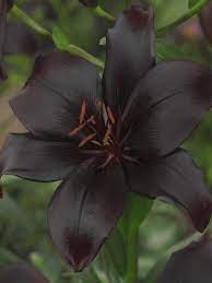 Our lilies are great cut flowers and gorgeous in beds. Buy Lily Bulbs Black Charm Asiatic Lily Bulbs From The Gold Medal Winning Harts Nursery