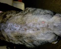 Image result for Feline Miliary Dermatitis