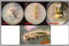 Image result for Pycreus aethiops