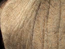Maybe you would like to learn more about one of these? Skin Wikipedia