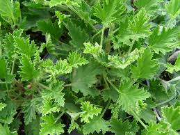 Image result for Pelargonium