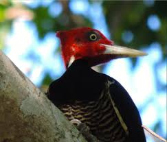 Black And White Spotted Bird With Red Head Imperial Woodpecker Campephilus Imperialis The Red List Describes This Species As An Enormous Stunning Black And White Woodp Animal Species Animals Species