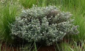 Image result for Pearsonia