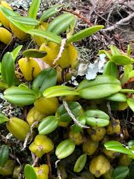 Image result for Bulbophyllum fuscum