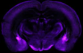 Image result for Ctenium somalense