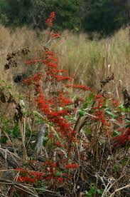 Image result for Combretum microphyllum