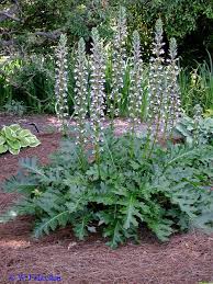 Image result for Pogonospermum attenuifolium