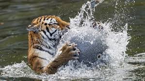 refrain just give me true love and understanding true love and understanding for the rest of my days. 20 Amazing Facts About Tiger You Never Knew