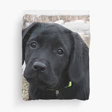 Check spelling or type a new query. Dog Lover Duvet Covers Redbubble