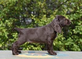 Many breeds of puppies for sale in russian federation , some are sold cheap. Timbercreek Field Spaniels Home