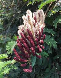 Image result for Entada stuhlmannii