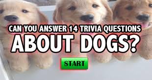 Dog trivia questions and answers. Quizfreak Can You Answer 14 Trivia Questions About Dogs