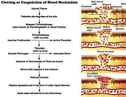 They change shape from round to spiny, stick to the broken vessel wall and each other, and begin to plug the break. Icsepapers Blood Clotting