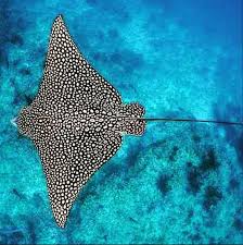 2,378 likes · 235 talking about this · 328 were here. Spotted Eagle Ray Tattoo Design Majestic Sea Flap Flap Ray Tattoo Spotted Eagle Ray