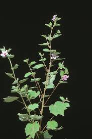 Image result for Urena