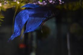The fish will appear to be ill. Hello There Welcome To The World Of Bettas How Can You Tell If A Betta Fish Is Bloated