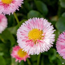 Image result for Bellis