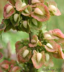 Image result for Rumex crispus