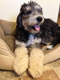 Like we mentioned above, sherry rupke of swissridge kennels are often credited with having created this unique doodle mix in 2003. Bernedoodle Dog Breed Information Pictures Bernedoodle Mixed Breed Dogs Mountain Dogs