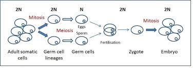 This cell is diploid and it is formed after synapsis during the process of fertilization is complete. 1 Transformation Of Diploid 2n Somatic Cells To Haploid N Gametes Download Scientific Diagram