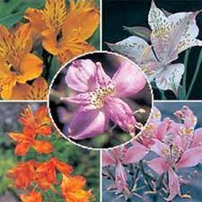 Peruvian lily seeds alstroemeria aurantiaca 5 seeds garden seeds market. Peruvian Lily Alstroemeria Aurantiaca 50 Seeds Buy Online In Burundi At Burundi Desertcart Com Productid 13118094