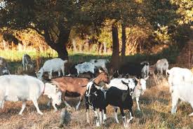 Modalitatile de iesire a agriculturii autohtone din actuala criza se pare ca nu mai sunt o. CreÈterea Caprelor O Afacere ProfitabilÄ Franchising Info Ro FrancizÄ Afaceri Antreprenor