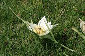 Image result for Corycium dracomontanum