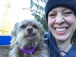 Cairn Terrier mix dog for adoption in Silverdale