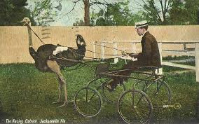 Ellis park race course, henderson resim: A Brief History Of The Chandler Ostrich Festival 15 March 2017 Upc