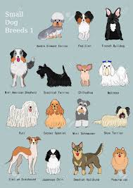 Group Of Small Dogs Breeds Hand Drawn Chart Affiliate Dogs Small Group Breeds Chart Dog Breeds List Cute Dogs Breeds Dog Breed Names