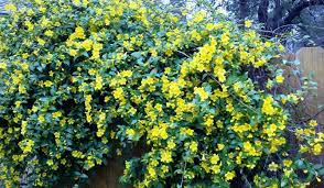 The early spring bulbs need to be planted in the fall in order for them to get the period of cold that is needed goodbye winter and hello spring say these early blooming spring bulbs. Pin On Landscaping Plants