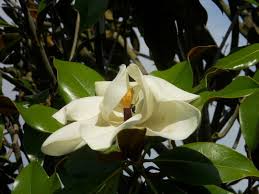 Non ti scordar di me splendido fiore dal colore azzurro tenue appartenente alla famiglia delle borraginacee. Magnolia Grandiflora Magnolia Soulangeana Alberi Che Profumano Di Esotico La Finestra Di Stefania
