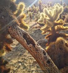 The cactus family encompasses some 2,500 species, whose natural distribution extends from southern the species manages this unusual maneuver through a process called clonal propagation: Amanda On Instagram The Inside Structure Of The Cholla Cactus Is So Cool Cactus Cholla Cactusgarden California Eur Cactus Garden Joshua Tree Instagram