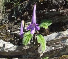 Image result for Streptocarpus myoporoides