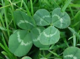 Check spelling or type a new query. Clover Or Oxalis Lawn Solutions Australia