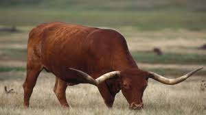 Affected brahman cattle grow poorly and have muscular weakness and neurologic disease. Cattle Breeds From The United States Beef2live Eat Beef Live Better