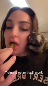 BIGGEST PAIN IN THE ASS 🫶🏼🫶🏼 but i love her 💕 #monkey #exotics #f...